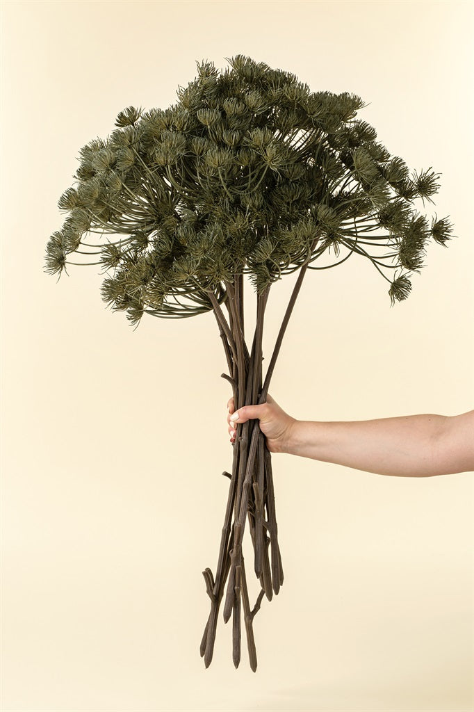 Wild Angelica Stem, Green