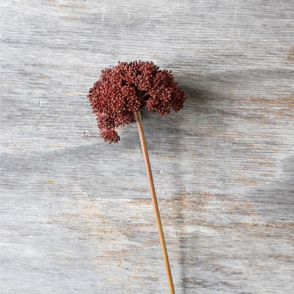 Sedum Crimson - Artificial Stem