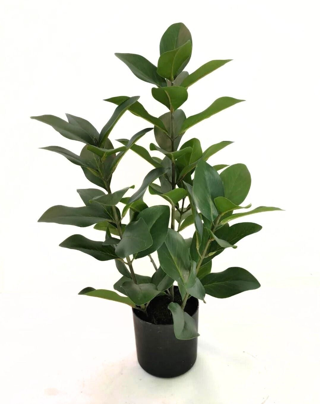 Rubber Plant - Artificial Plant