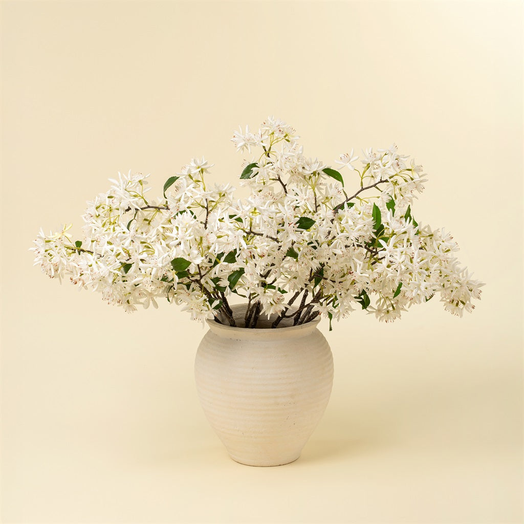 Star Magnolia  Branch