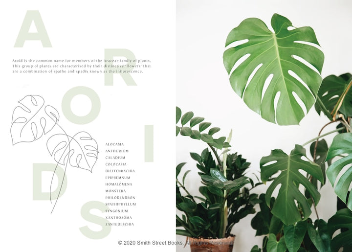 Plantopedia: The Definitive Guide To Houseplants
