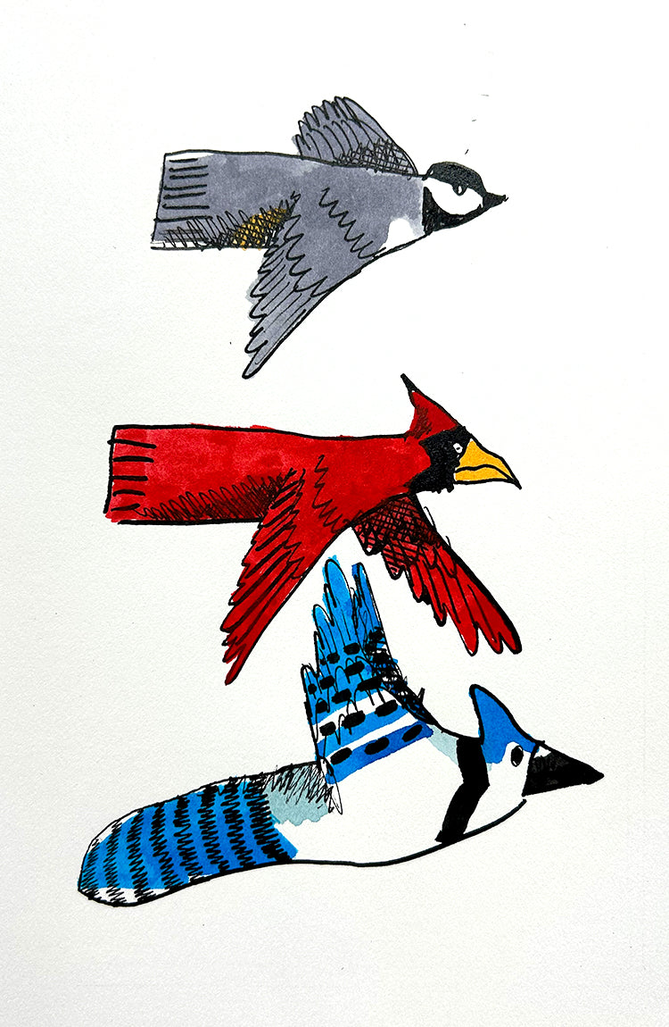 3 Birds Ink on Paper by Colin Smith