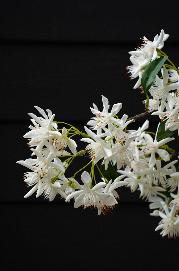 Star Magnolia  Branch