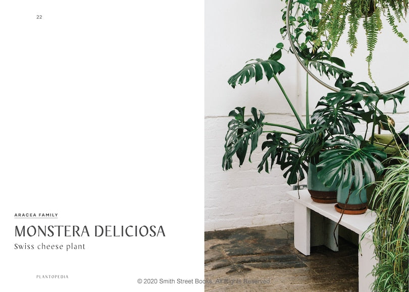 Plantopedia: The Definitive Guide To Houseplants