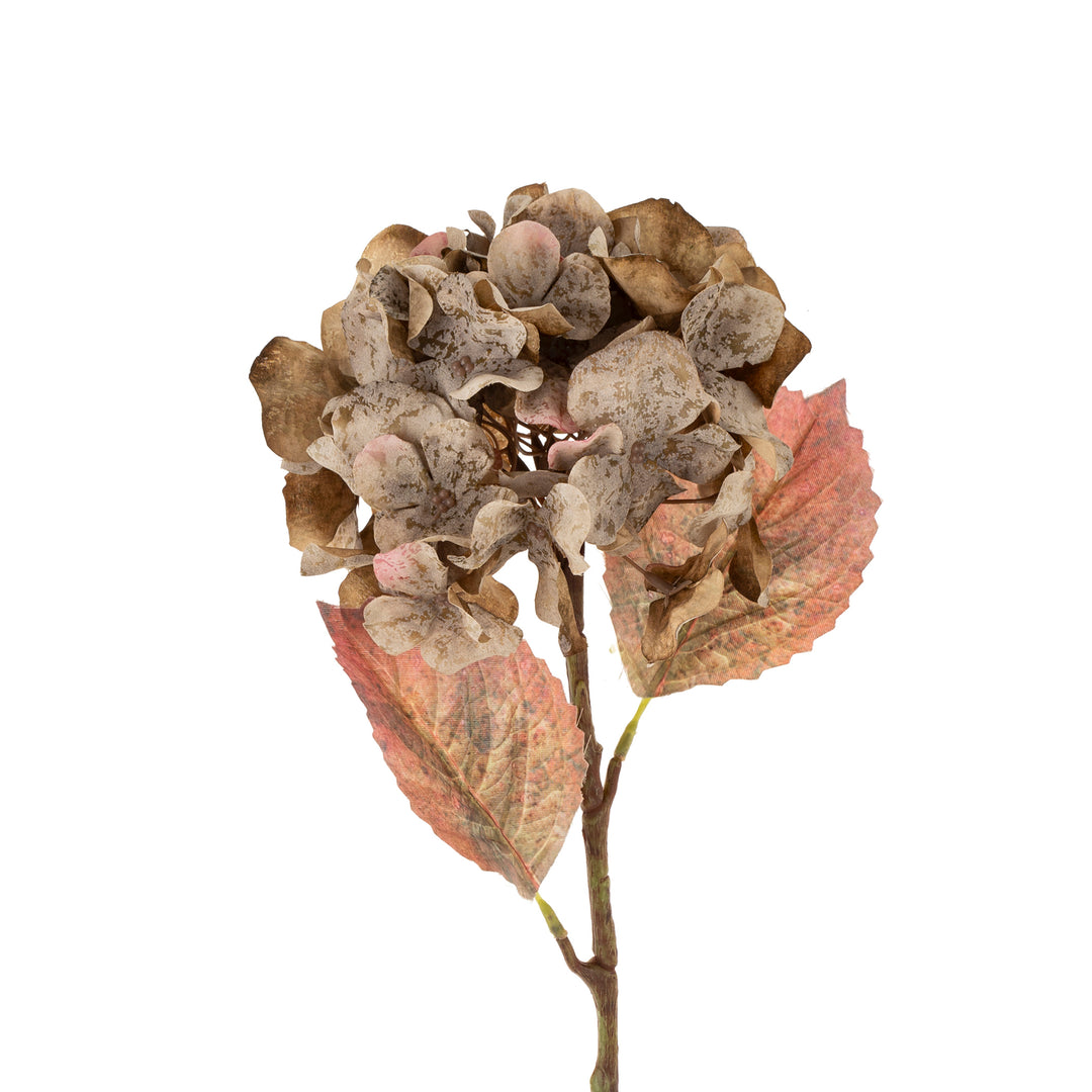 Faded Hydrangea Stem