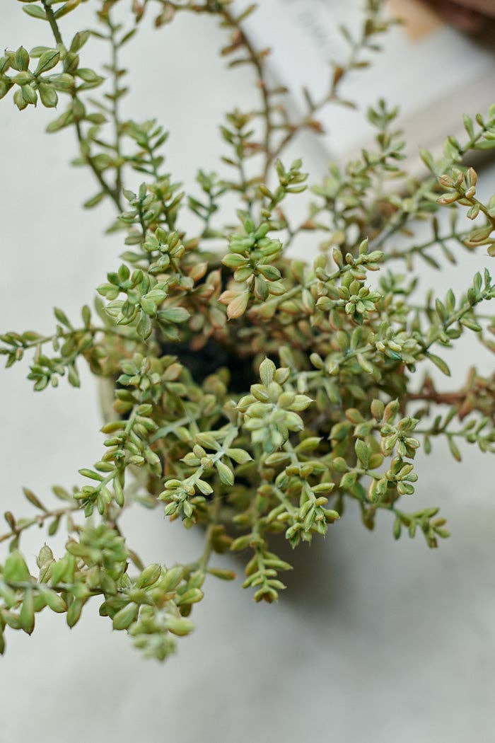 Burrito Sedum in Pot - Artificial Plant
