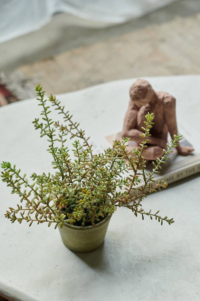 Burrito Sedum in Pot - Artificial Plant