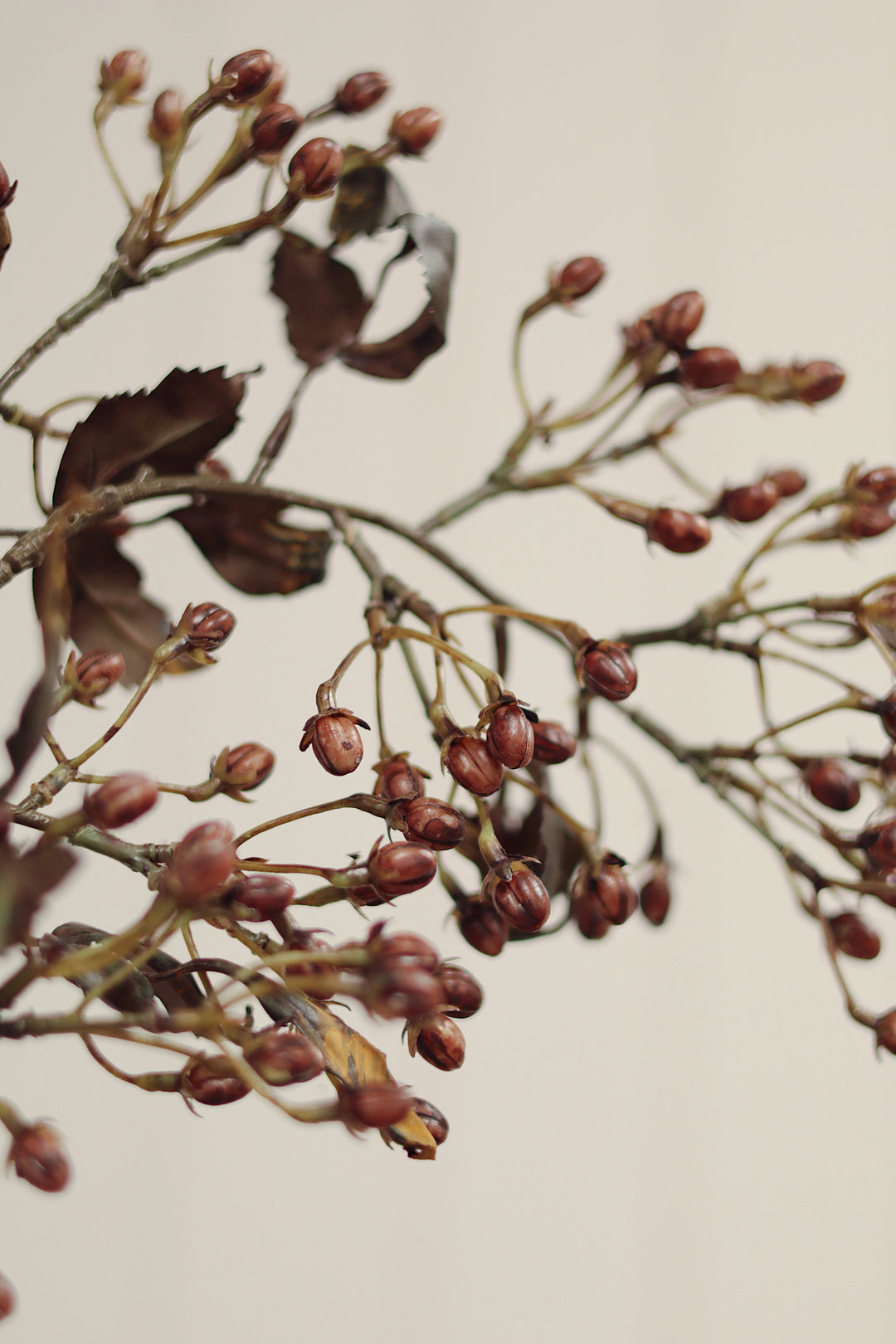 Hipericum Spray
