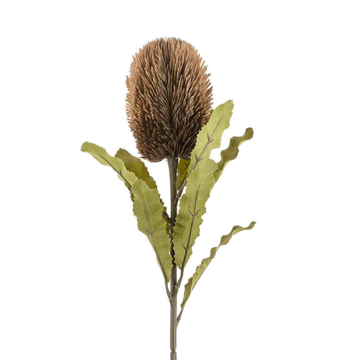 Banksia Floral Stem, Brown