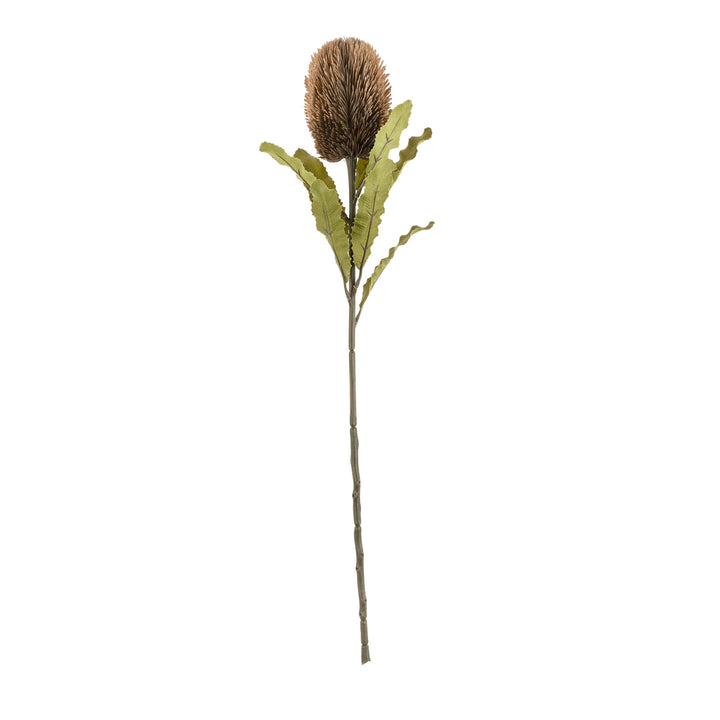 Banksia Floral Stem, Brown