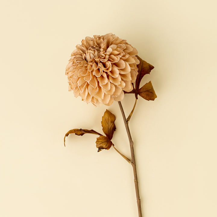 Dahlia Stem, Cream