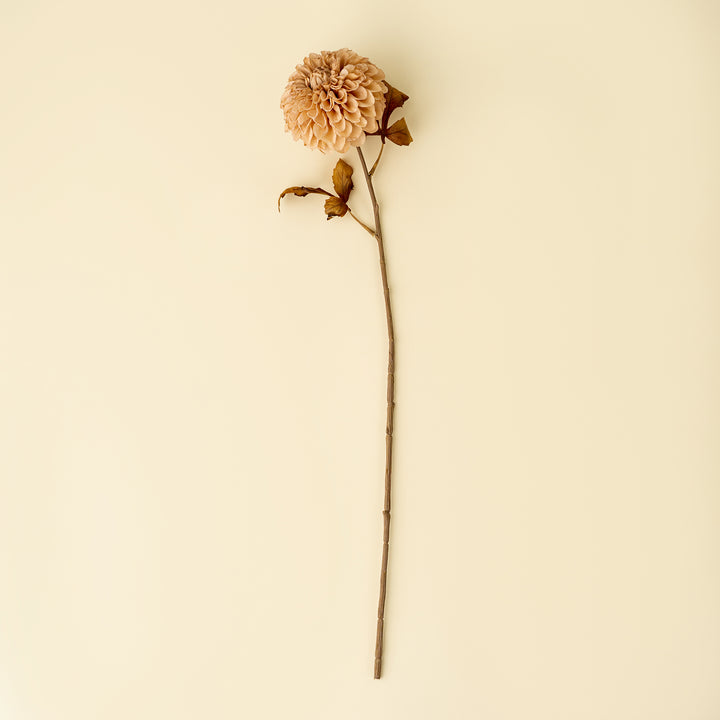 Dahlia Stem, Cream