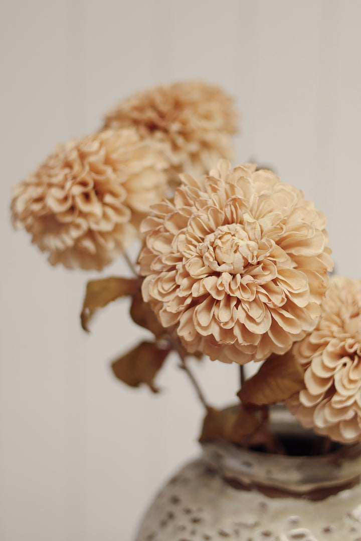 Dahlia Stem, Cream