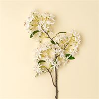 Star Magnolia  Branch