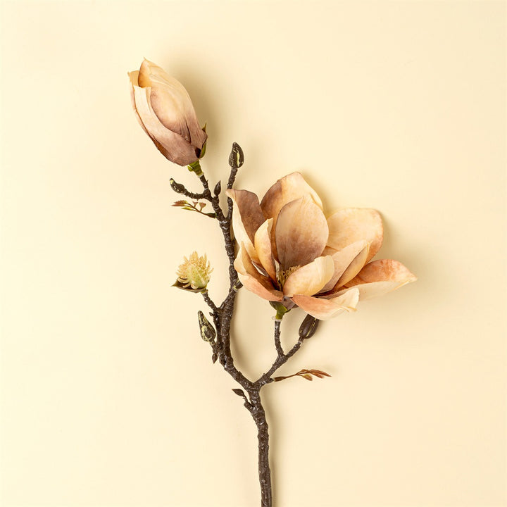 Magnolia Branch, Cream
