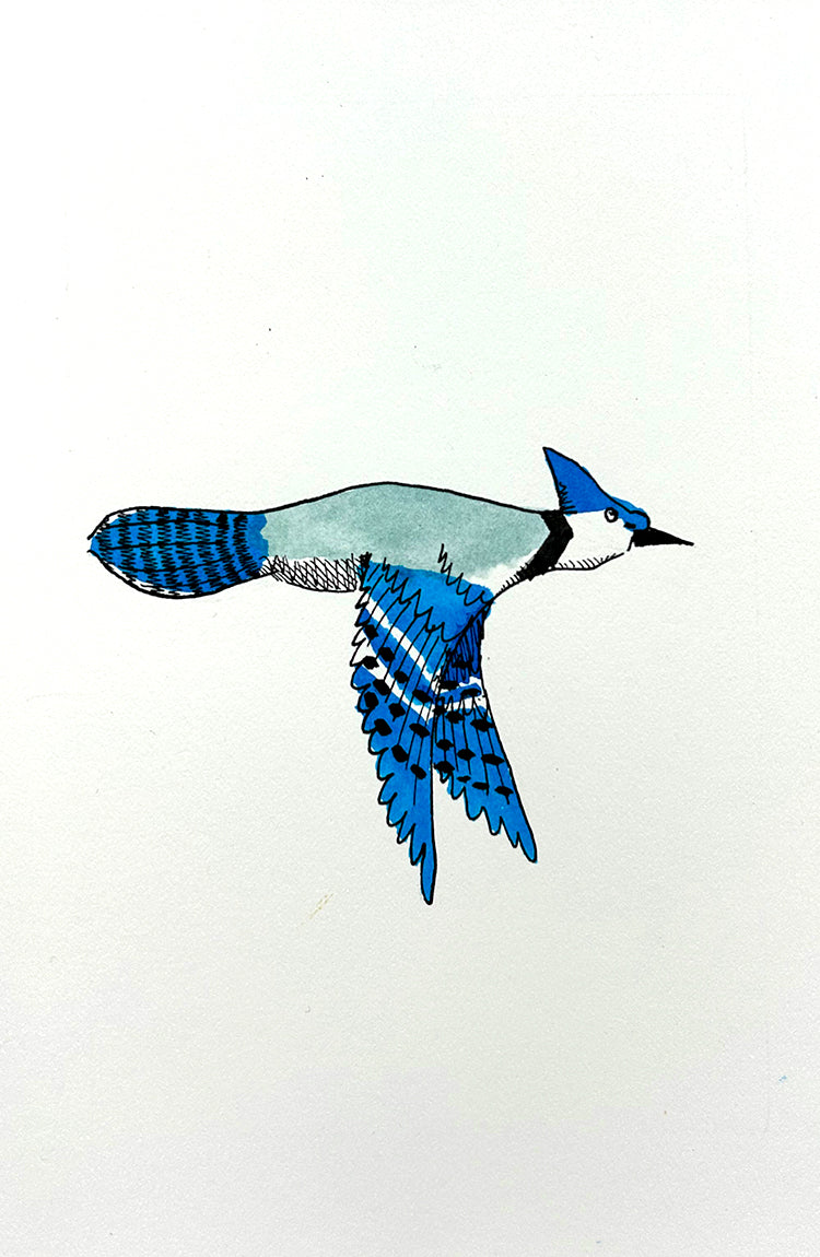 Bluejay 4 | Inks on Paper by Colin Smith