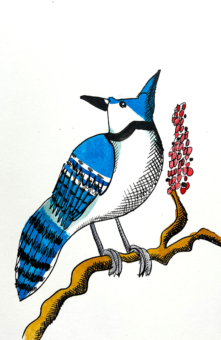 Bluejay 5 | Inks on Paper by Colin Smith