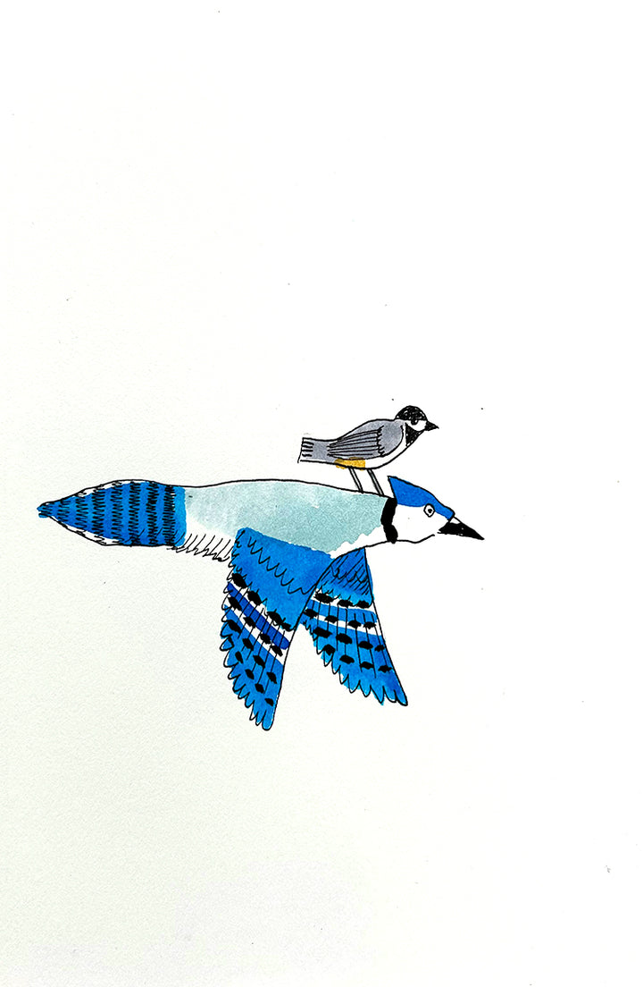 Bluejay 8 | Inks on Paper by Colin Smith