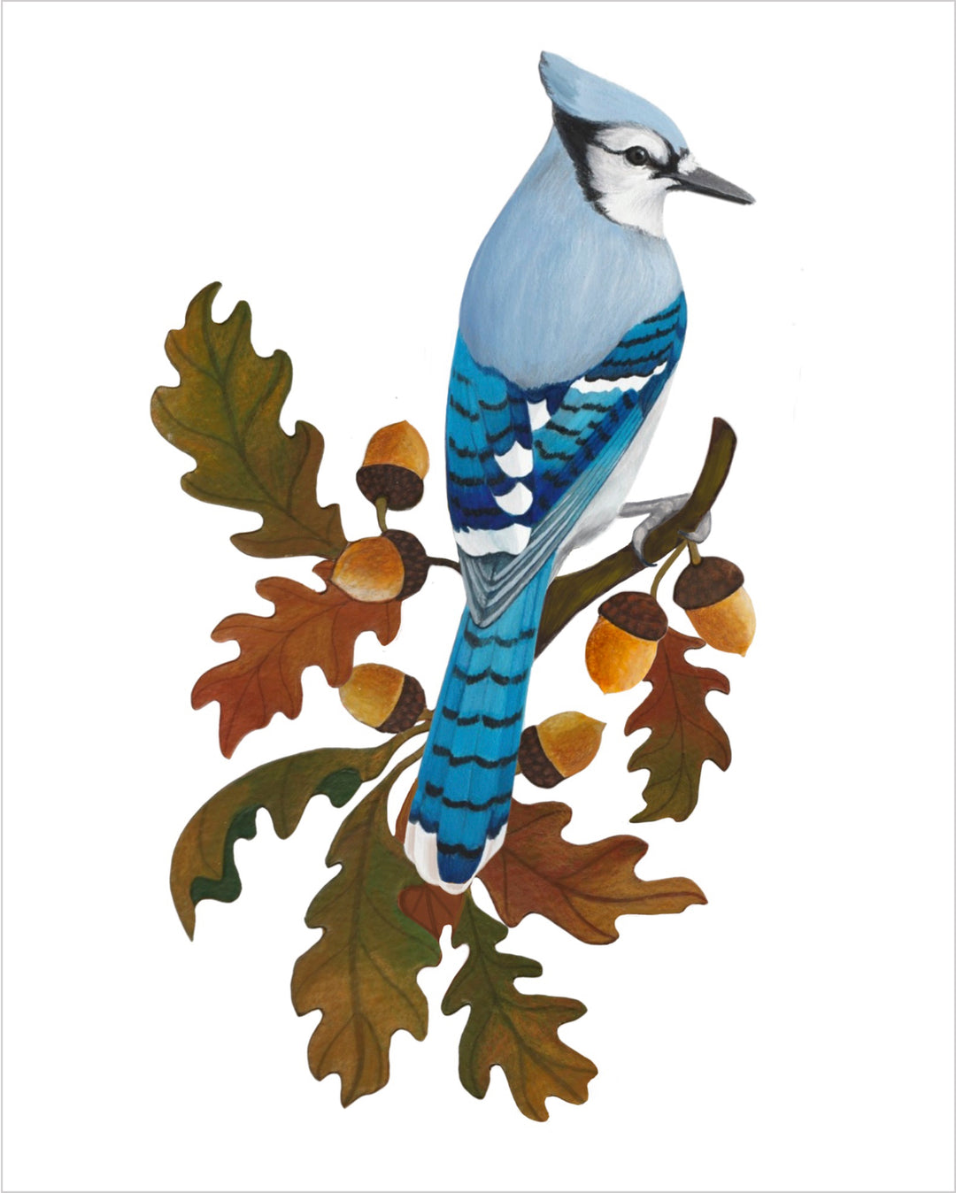 Blue jay in Oak