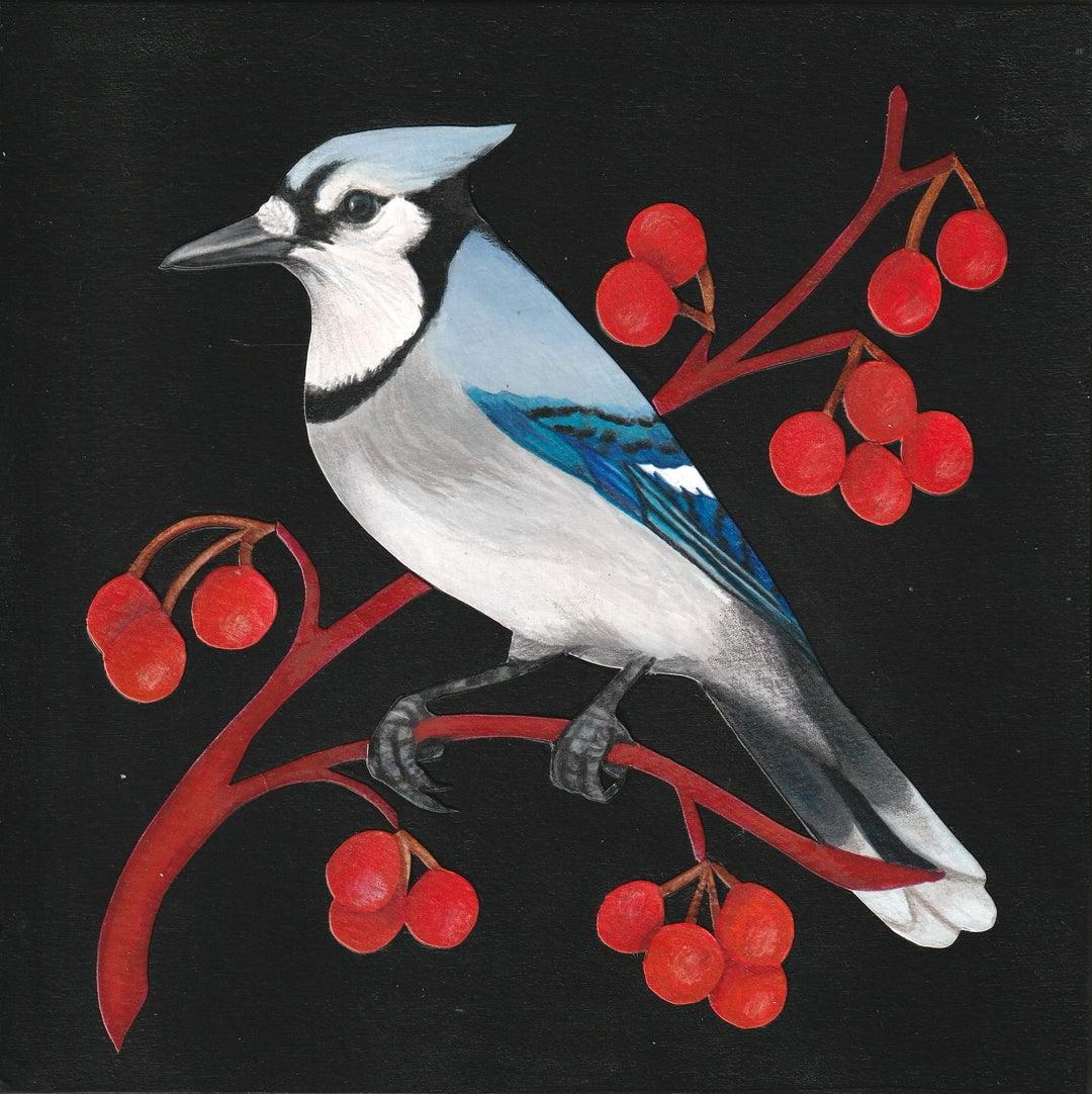 Blue jay in Red Berries