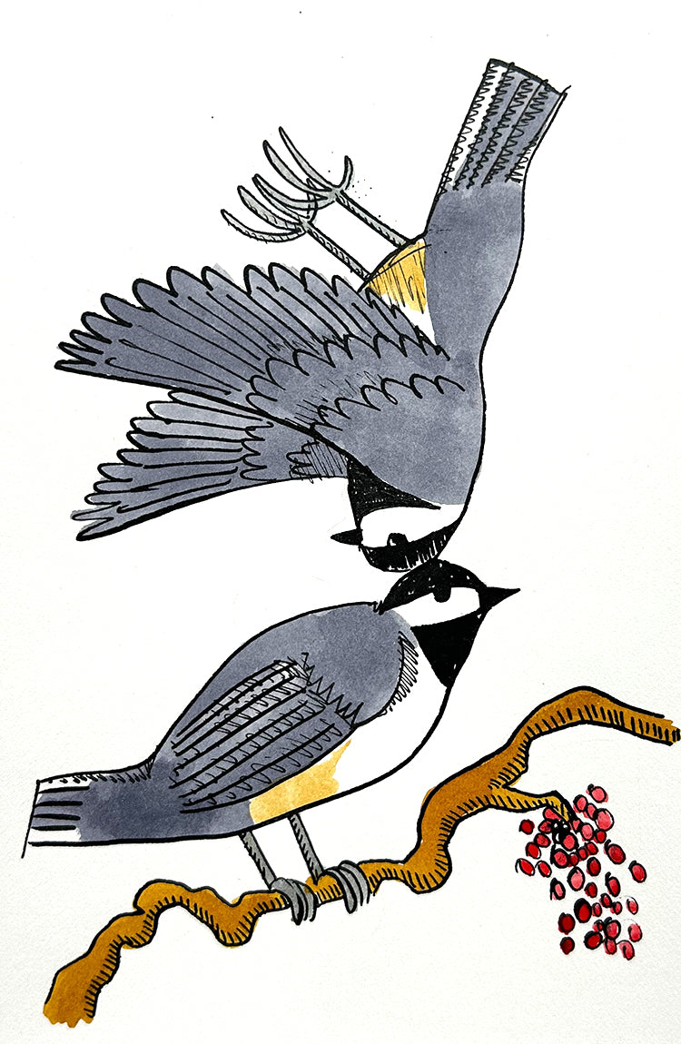 Chickadee 8 | Inks on Paper by Colin Smith