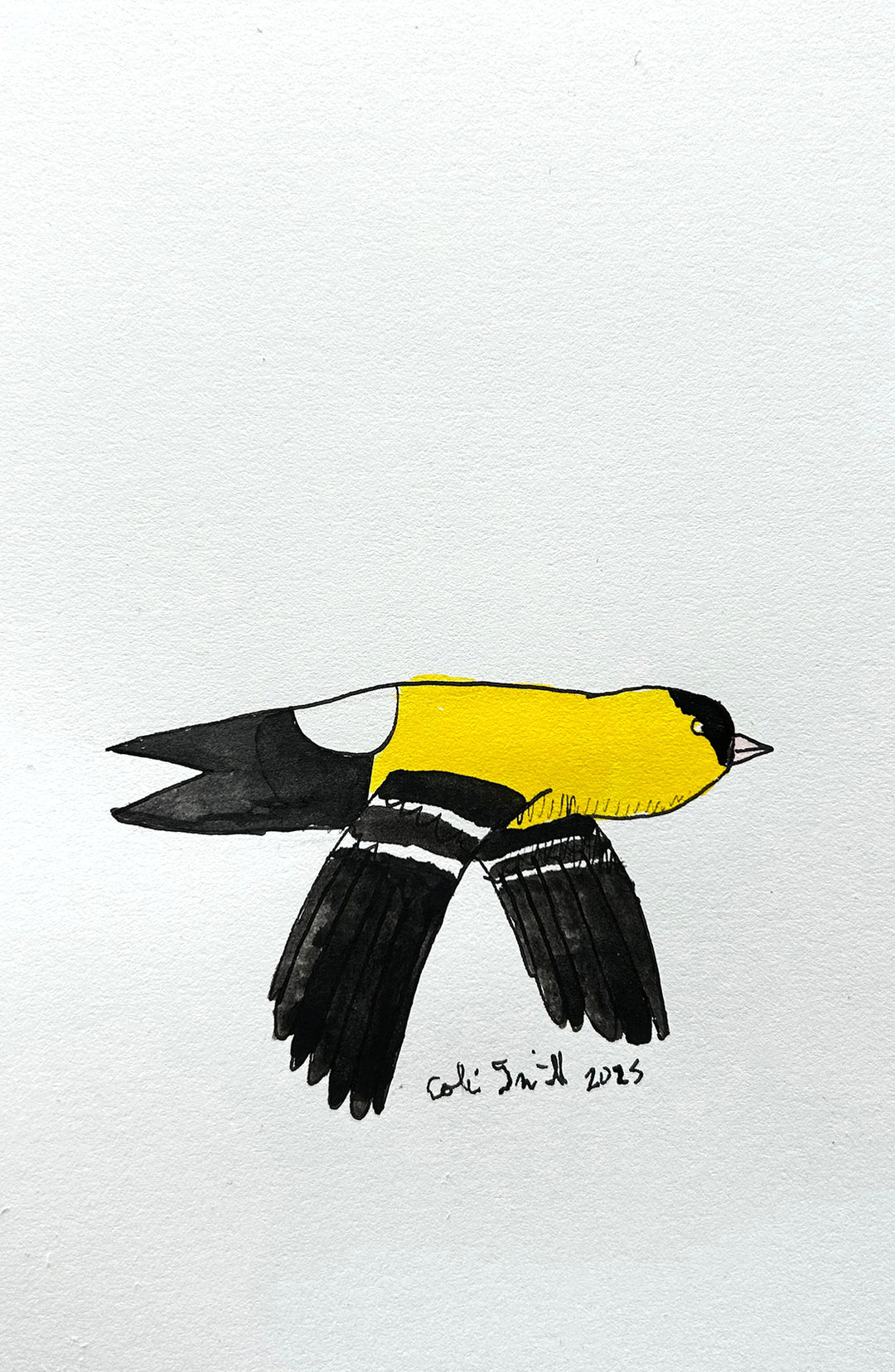 Goldfinch 1 | Inks on Paper by Colin Smith
