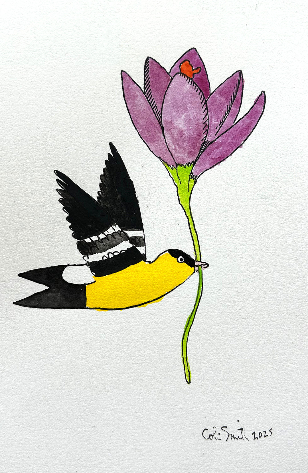 Goldfinch 12 | Inks on Paper by Colin Smith