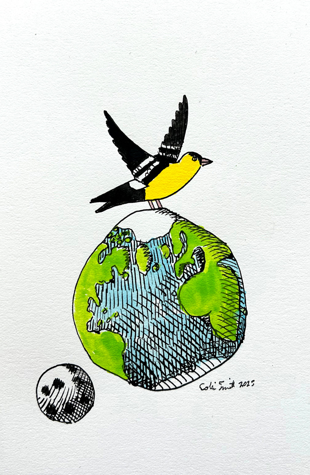 Goldfinch 6 | Inks on Paper by Colin Smith