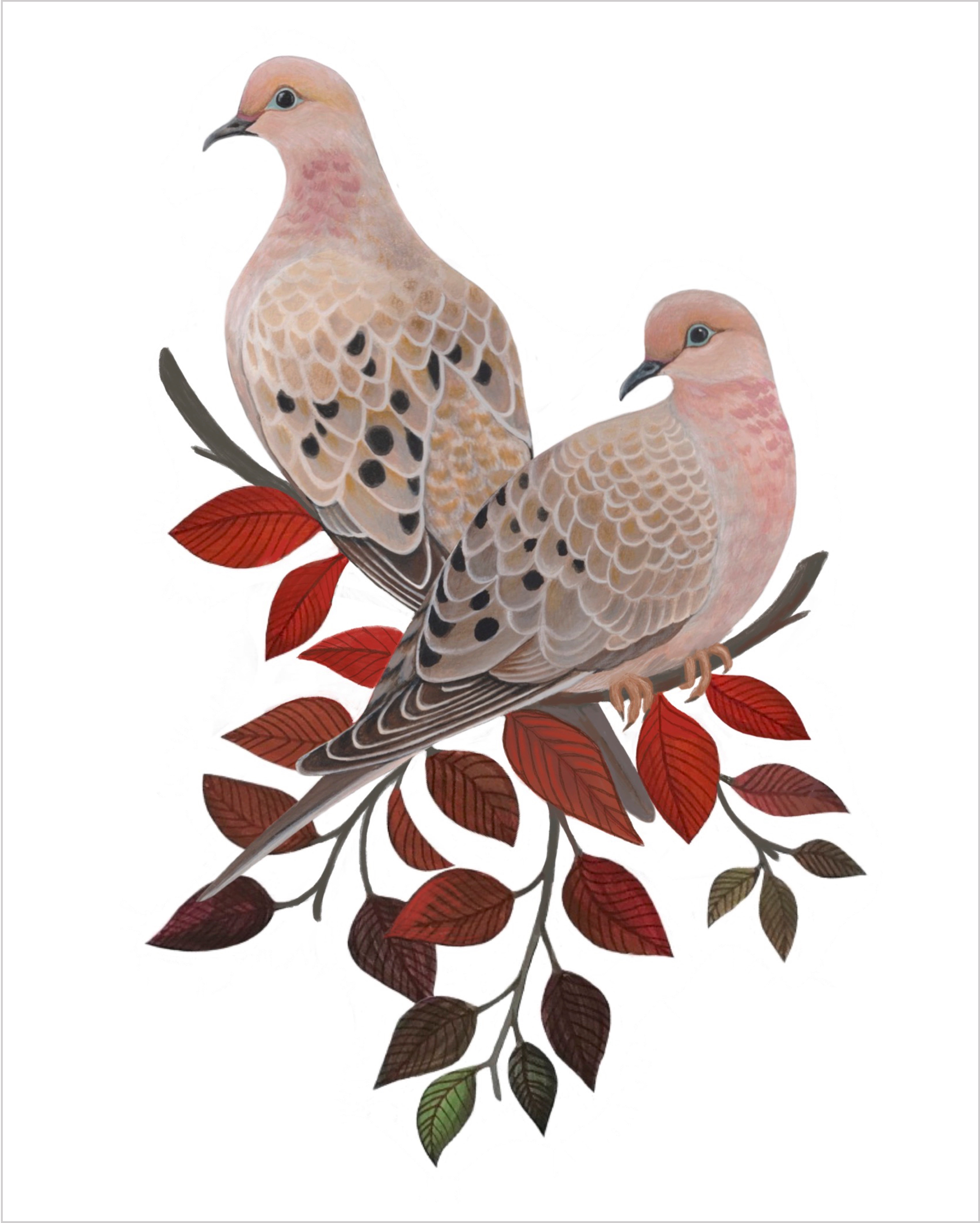 Mourning Doves – TUCK