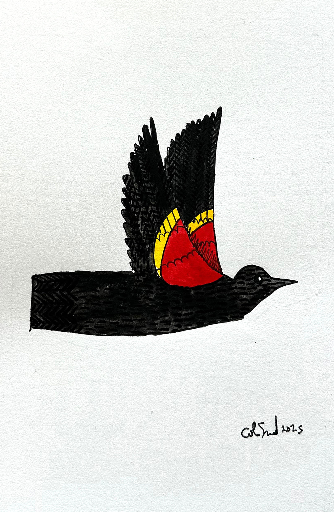 Red Winged Blackbird 1 | Inks on Paper by Colin Smith