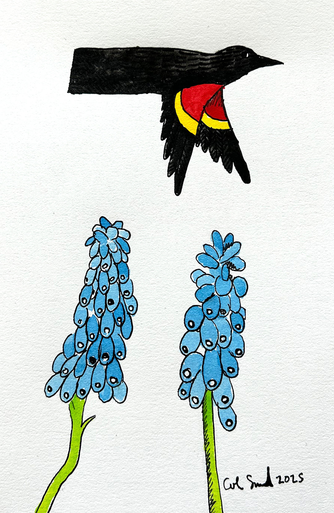 Red Winged Blackbird 7 | Inks on Paper by Colin Smith