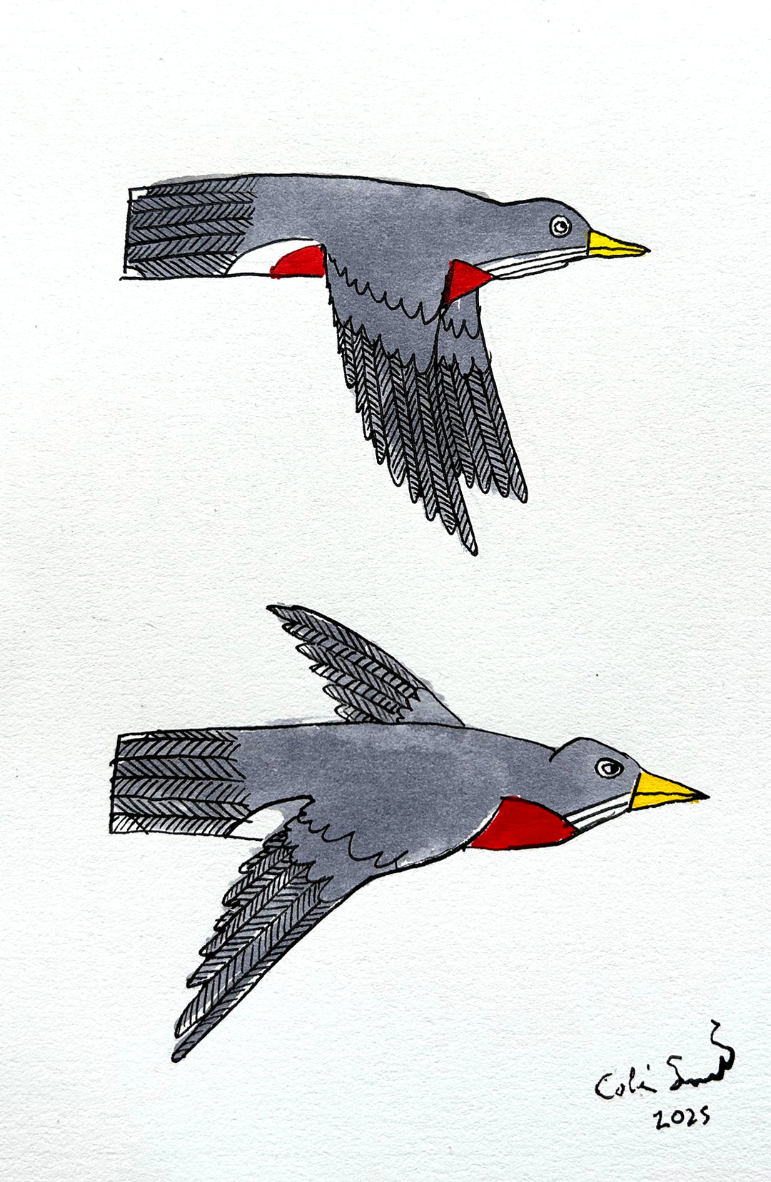 Robin 3 | Inks on Paper by Colin Smith