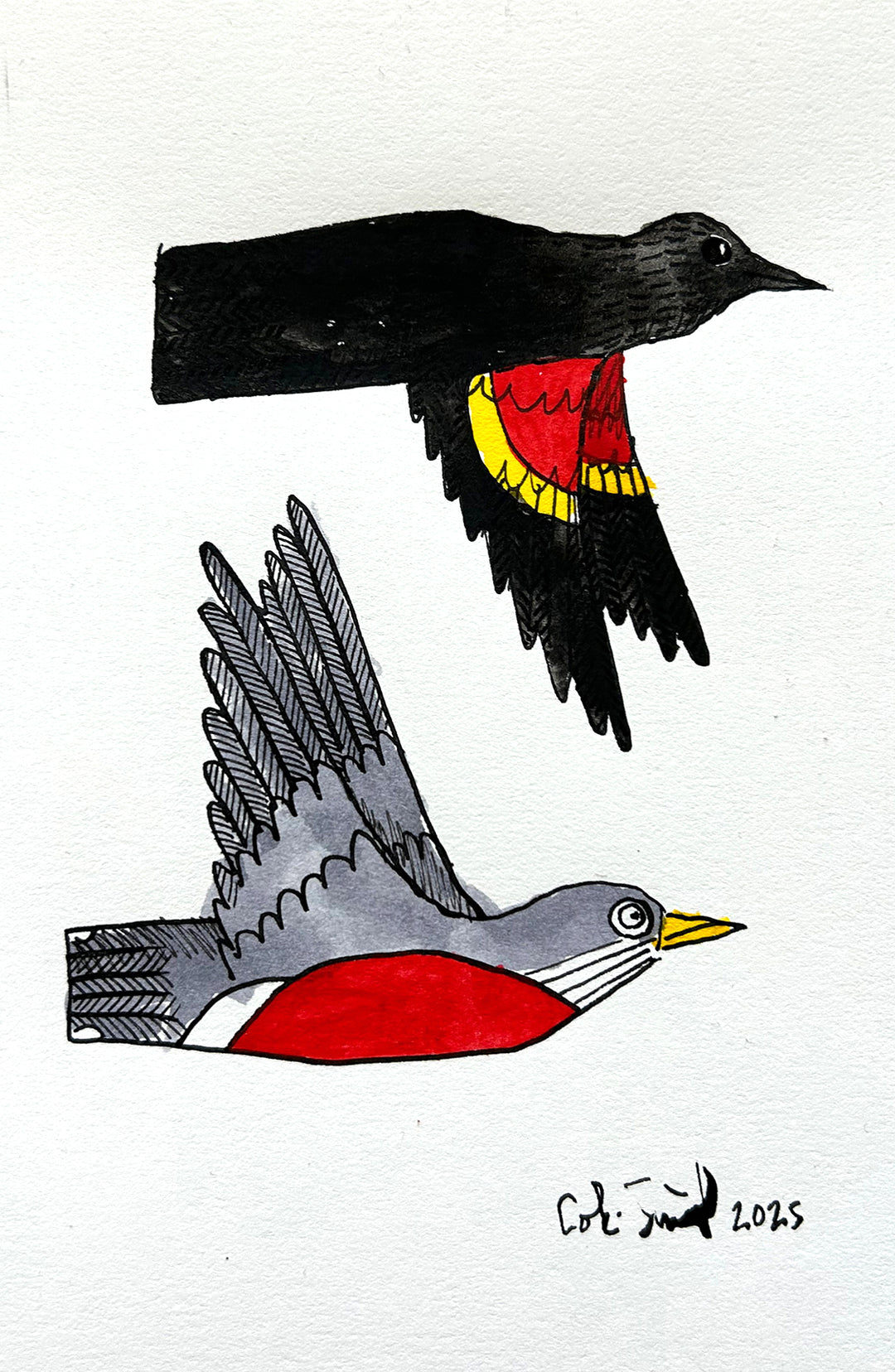 Robin and Red Winged Blackbird | Inks on Paper by Colin Smith