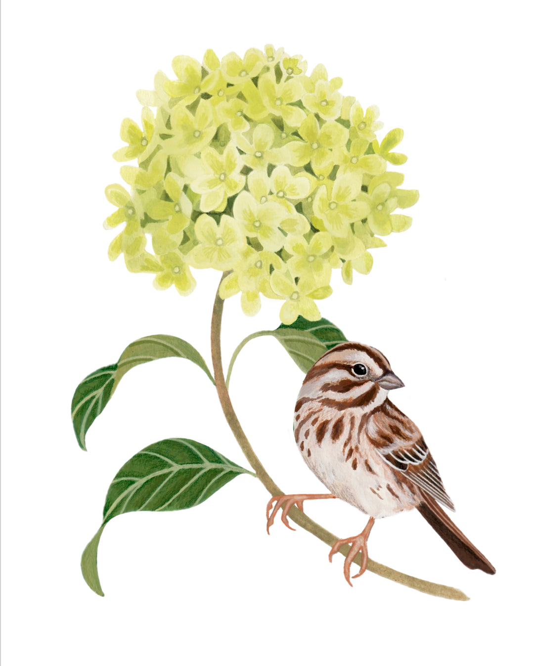 Sparrow in Hydrangea