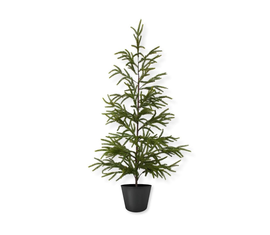 Norfolk Pine Tree