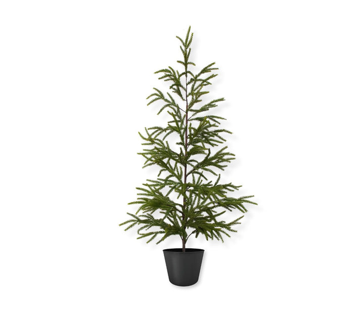 Norfolk Pine Tree