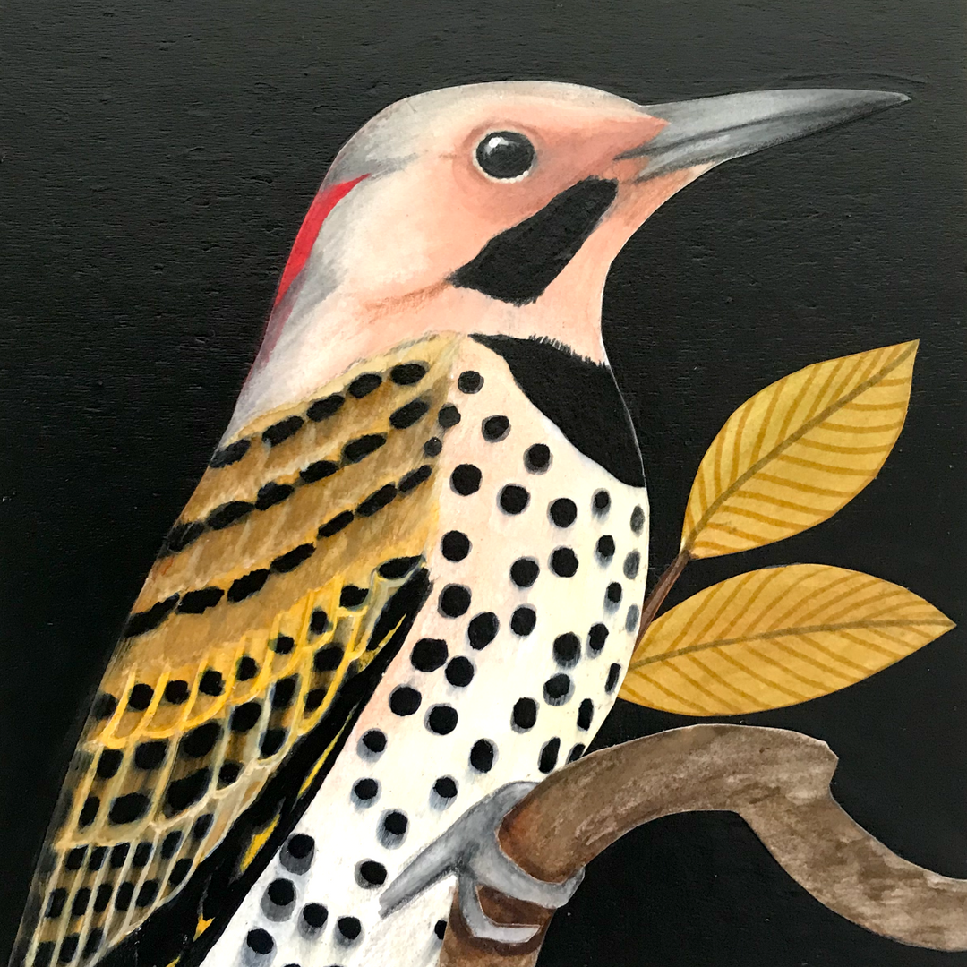 Northern Flicker 2