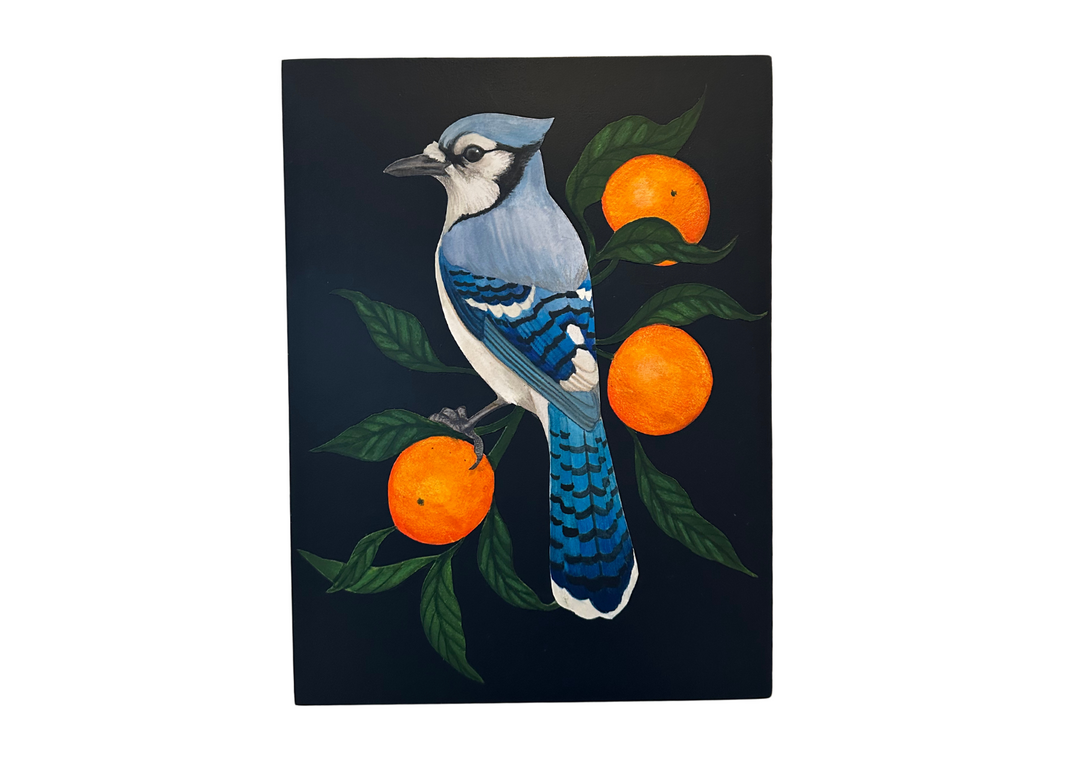 Bluejay in Clementine