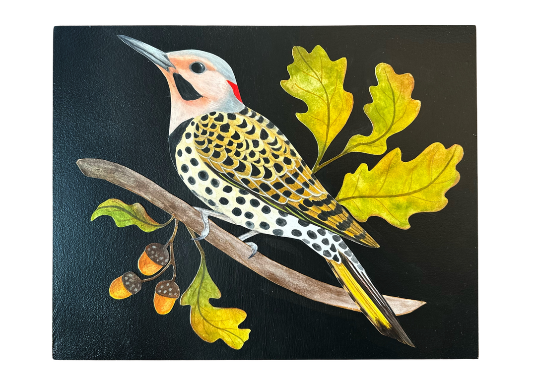 Northern Flicker in Oak