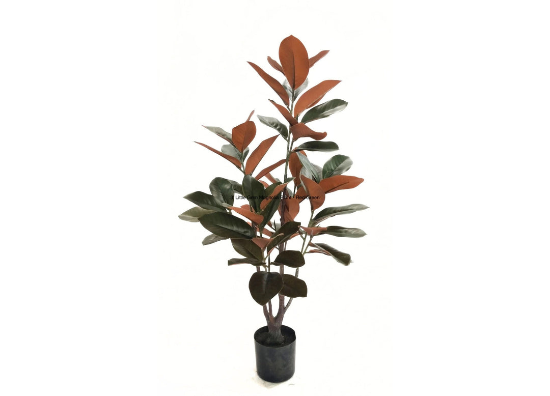 Little Gem Magnolia Plant - Red/Green