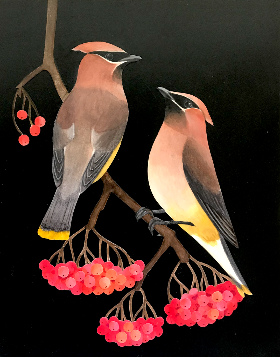 Waxwings in Rowan