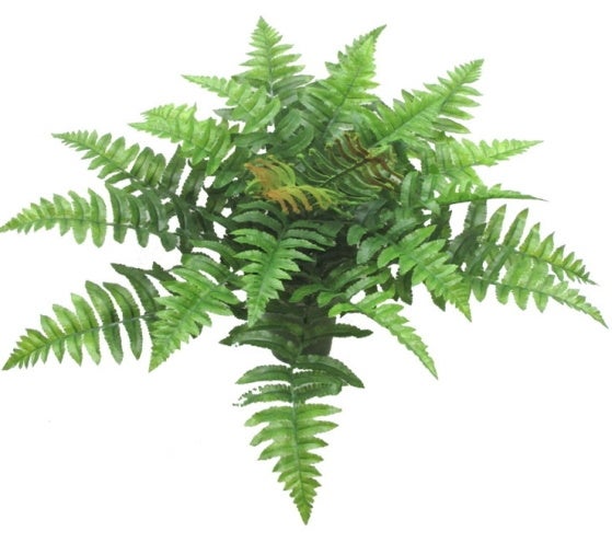 Boston Fern