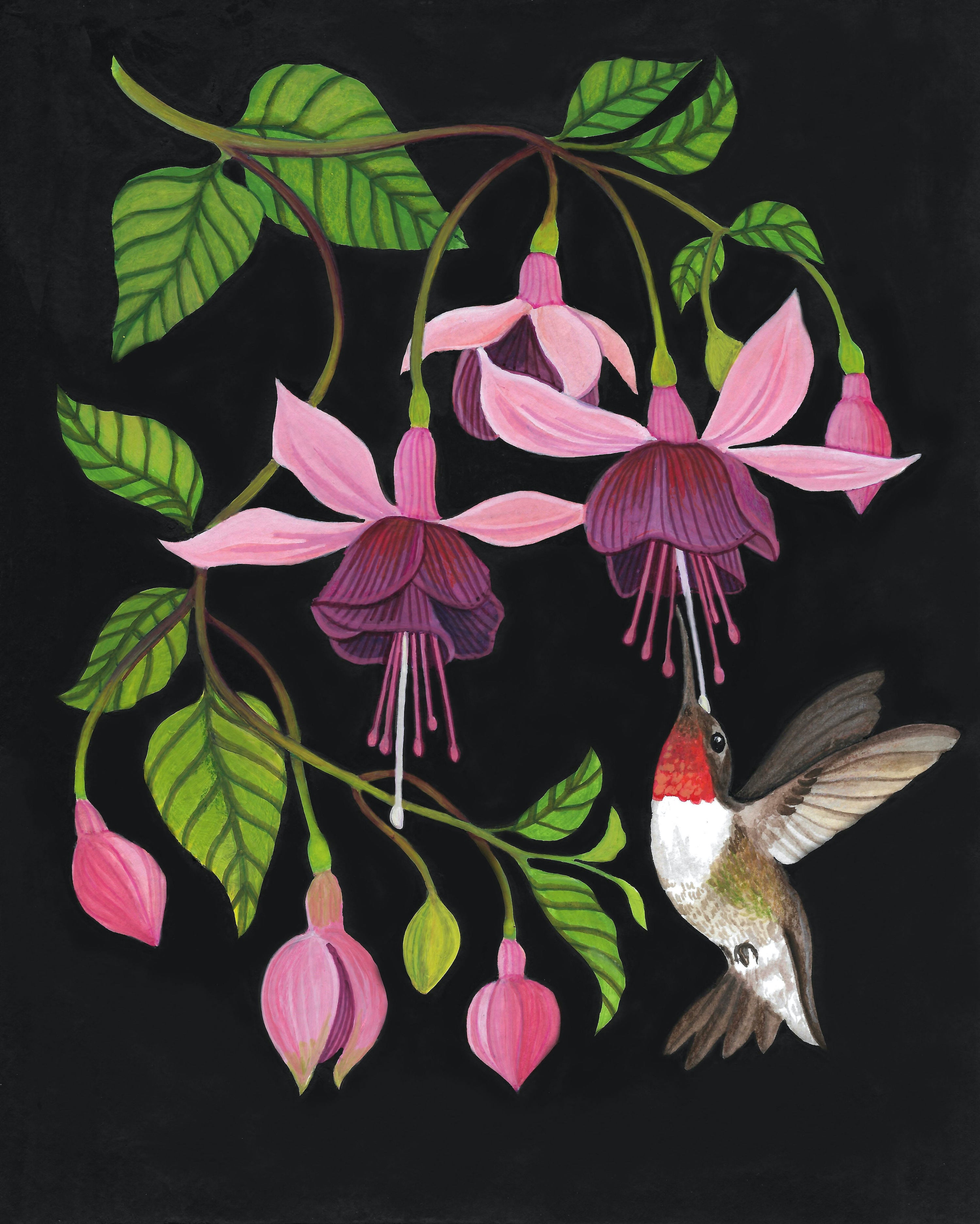 Fuchsia – TUCK