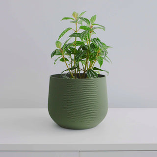 Juniper Planter, 3" / Olive