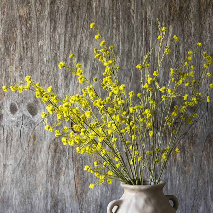 Blossom Strilingia Latifolia Stem, Yellow - Artificial Flower