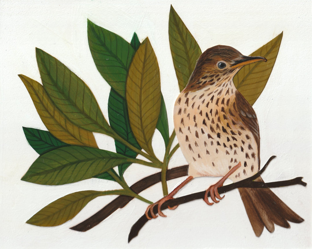 Thrush