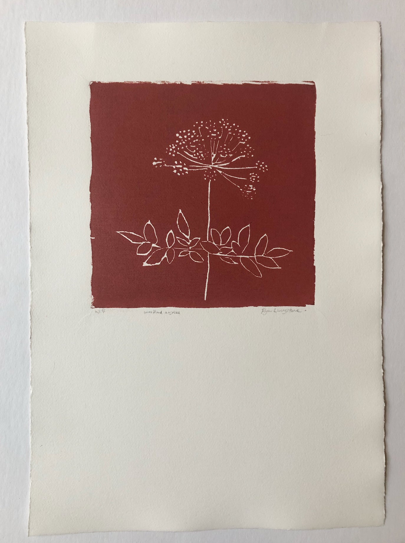 Woodland Angelica - Red on Cotton Paper - Invasive Plants in NB