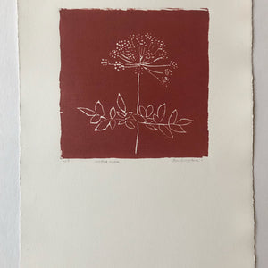 Woodland Angelica - Red on Cotton Paper - Invasive Plants in NB